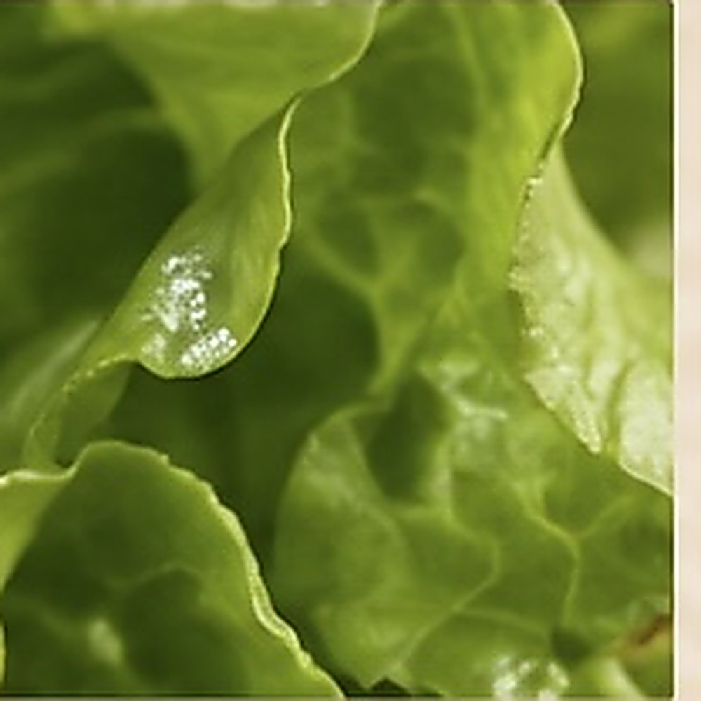 Lechuga fresca